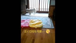 お留守番が苦手な柴犬こゆき