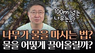 나무가 물을 흡수하고 끌어올리는 원리? 100m 넘는 삼나무는 어떻게 수분을 흡수할까?