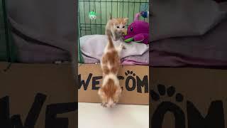 Welcome rescue kitties  #welcome #welcomehome #welcometomychannel #welcome2023 #welcomechotu