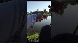 Поклевка злой и маленькой красноперки на пикер #рыбалка #fishing #пикер #рыба #красноперка