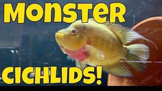 Monster Fish Room Tour - Massive Cichlids!