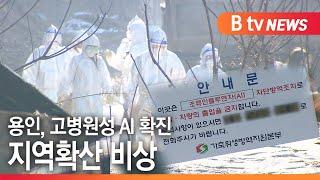 [B tv 기남뉴스]용인에서 또 고병원성 AI 확진...지역 확산 '비상'