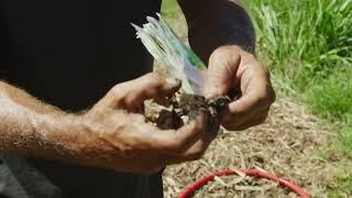 Growing Food Mounds, FUNGI and Mycelium, Seeding Plants, Regenerative Farm mini Walk & Talk