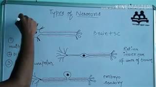 Types of neurons-pseudounipolar, bipolar,  multipolar