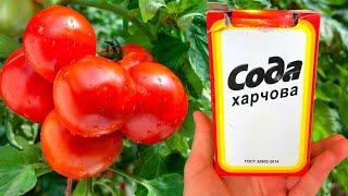 URGENTLY GIVE SODA TOTOMATOES AND YOU WILL HARVEST IN BUCKETS UNTIL AUTUMN!!! CARE OF TOMATOES!