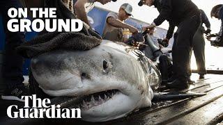 The hunt for Europe's great white shark