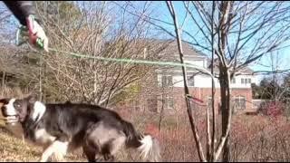 Dog Jump Roping