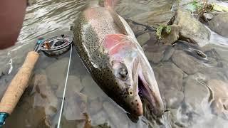 Swinging for great lakes Steelhead