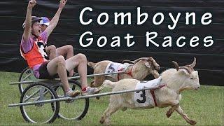 Comboyne Goat Races