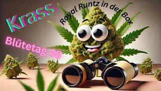 Cannabis/Grow/Spass/Medizin/Pflanzen Tips / Freude am Gärtnern/Royal Runtz/1m Box/SpiderFarmer/