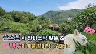 산스님의 판타스틱 앞뜰 VIEW / 백구의 개풀 뜯어먹는 ASMR / 힐링 영상