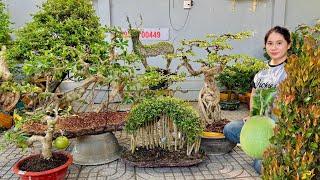 Thúy An 22/11 nhiều cây bonsai Mới Đẹp Lạ giá hợp lý, mong muốn được giao lưu  #0939700449