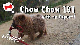 Chow Chow 101 with a Chow Chow Breeder!