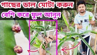 ড্রাগন গাছের দ্রুত বৃদ্ধি এবং ডাল মোটা করার উপায় । #dragonfruit #dragon