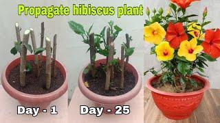 How to propagate hibiscus plant from cuttings | Growing hibiscus plant from cutting | Grow hibiscus