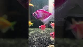 KARAKTERISTIK IKAN GLOFISH TETRA #petfish #aquarium #ikan #aquascapers #freshwaterfish #glofishtetra