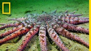 Sunflower Seastar: Terrifying Predator? | National Geographic