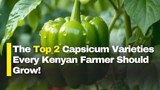 Best Capsicum Varieties to Grow in Kenya: Top 2 Choices for High Yields 2024