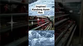 Inspirasi Kandang Ayam Ras_unggas Tv