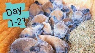 Timelapse Baby Bunnies Growing | Rabbit Babies Day In 21 Days