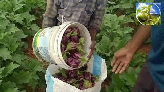 Brinjal Harvesting | Brinjal Chennai market | Farm Fanatics.