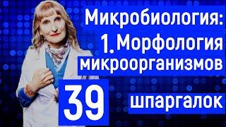 Микробиология.Морфология микроорганизмов. ( 39 шпаргалок студенту-медику от преподавателя)