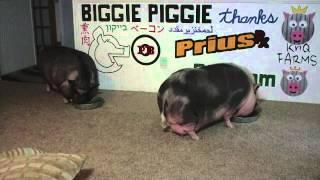 Biggie Piggie Vs Ba-Tampte Deli Wholes Kosher Dill v2.0.com