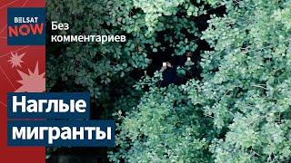 Польские пограничники показали, что вытворяют нелегальные мигранты