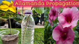 Allamanda Cutting in the Easiest Methods/How to grow Allamanda Plant/Allamanda Cuttings in Water