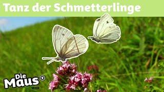 Schmetterlingshochzeit | DieMaus | WDR