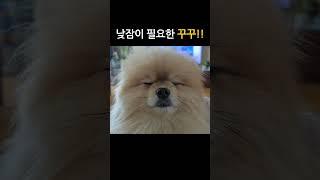 낮잠이 필요한 꾸꾸!!! Kkukku needs a nap!!!