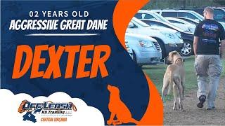 2 y/o AGGRESSIVE Great Dane (Dexter) | Best Dog Trainers In Richmond | Richmond VA Dog Training