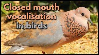 CLOSED MOUTH VOCALISATION IN BIRDS