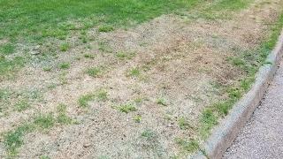 Zoysia - Bringing Zoysiagrass Back To Life - The Grass Factor