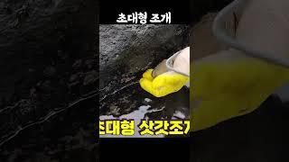 초대형 삿갓조개