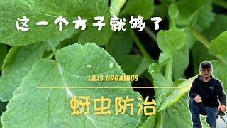 蚜虫防治，这一个方子就够了，高效有机安全，别再用土方法了 | Aphid Control