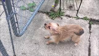 Little Dog, Big Bark | Zoomies | Chorkie Adventures