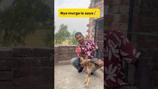 Nya murga le aaye #petlover #minivlog #breedingpair #birds #kabootarloft05 #vlog #pigeon #aseel