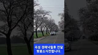 전라도곡성 벚꽃소식~중고차경매대행후!! 차량 전달/ 중고차절약구매는 딜러처럼 도매시장구매 추천 출품LiSt공개후 댓글초대장첨부합니다.