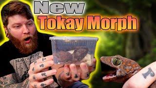 Unboxing An Insane New Tokay Gecko Morph