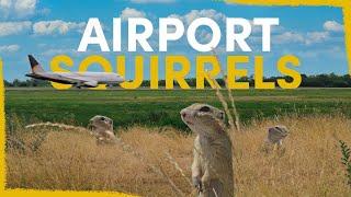 We’ve released 803 squirrels at an airport - here’s why