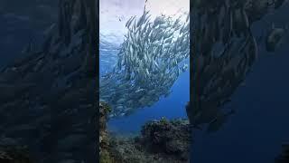 Giant Trevally Aiming For Bigeye Trevally And Tornado Of Bigeye.