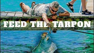 Feeding the Tarpon at Robbie's Marina in Islamorada