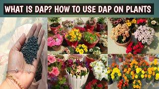 WHAT IS DAP? | HOW TO USE DAP ON PLANTS IN CORRECT WAY TO BOOST GROWTH AND FLOWERING | ALL ABOUT DAP