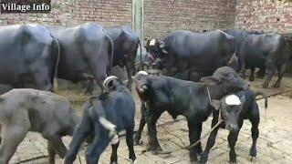 Nili Ravi Buffalo Farming  || Biggest Nili Ravi Buffalo Farming || Village Info