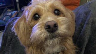 Cute Poogle Puppy vs Balloon - Scully The Dog! Miniature Poogle x Beagle = Poogle