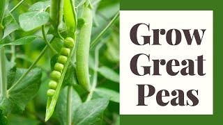 Growing Peas For Beginners