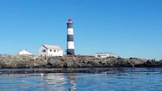 Sealions around the lighthouse of the Race Rocks, Canada