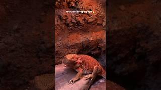 #exotic #reptiles #lizard #biobox #desert #agama #terrarium #terrariumdesign