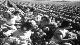 Girls pluck daffodils in Sumner, Washington. HD Stock Footage